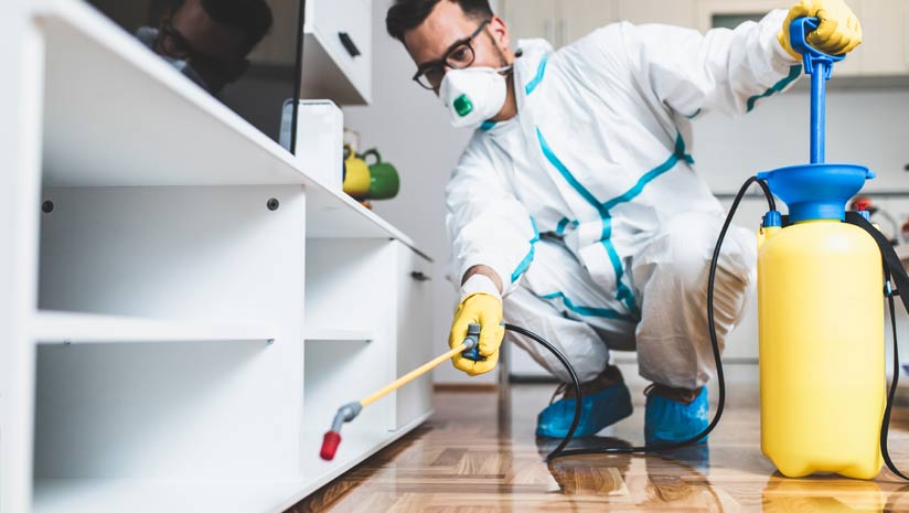 Why Should You Get Pest Control Done In Your House After House Cleaning
